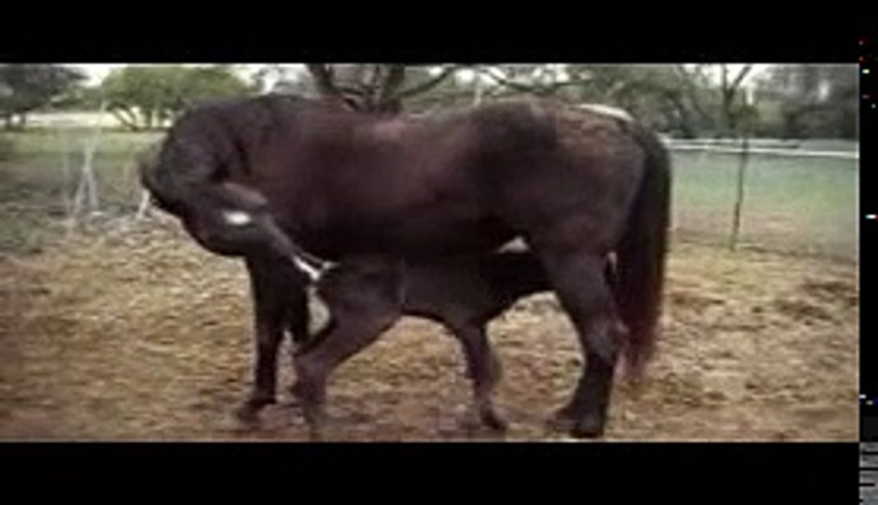 Newborn Filly Meeting Other Horses