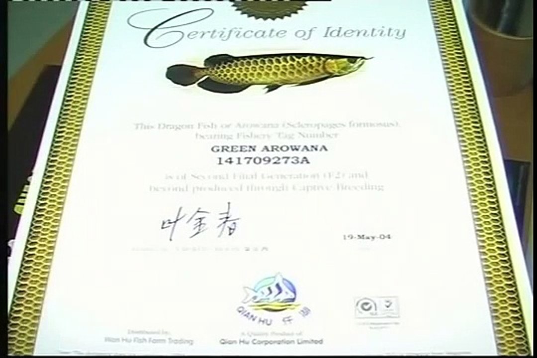 LIOW VIDEO -- TIGER OSCAR FISH EATING AROWANA