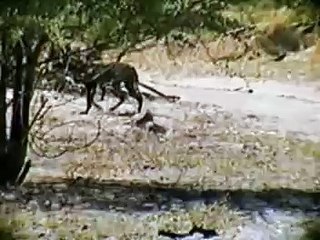 Animals of Botswana: African Hunting Dog
