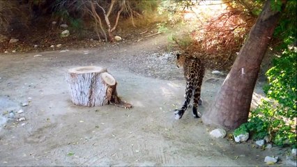 Leopard Steps on Something Sharp, Hurts Paw in The Living Desert