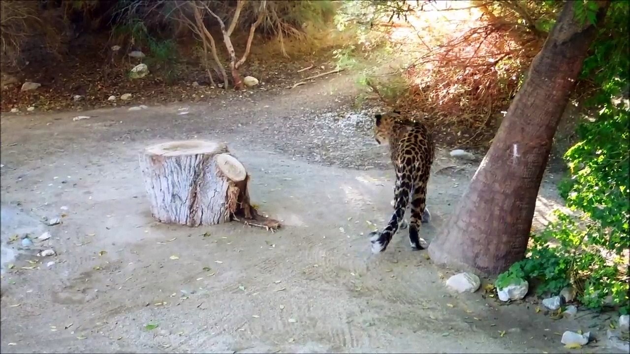 Leopard Steps on Something Sharp, Hurts Paw in The Living Desert