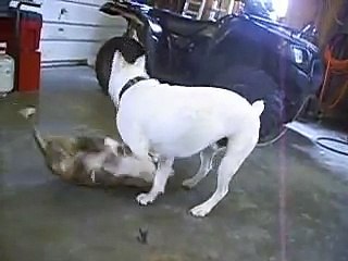 Boxer vs Pitbull Terrier