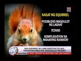 Squirrels feared in Muntinlupa executive village