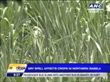 Dry spell affects P11M crops in Northern Isabela