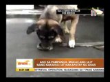 Caught on cam: Hero dog kills snakes