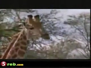 BRIGA  DE LEÕES E GIRAFA