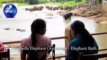 Pinawella Elephant Orphanage  Baby  elephant Bath