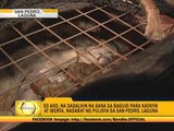 50 dogs rescued in Laguna