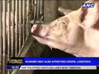 Summer heat affecting crops, livestock