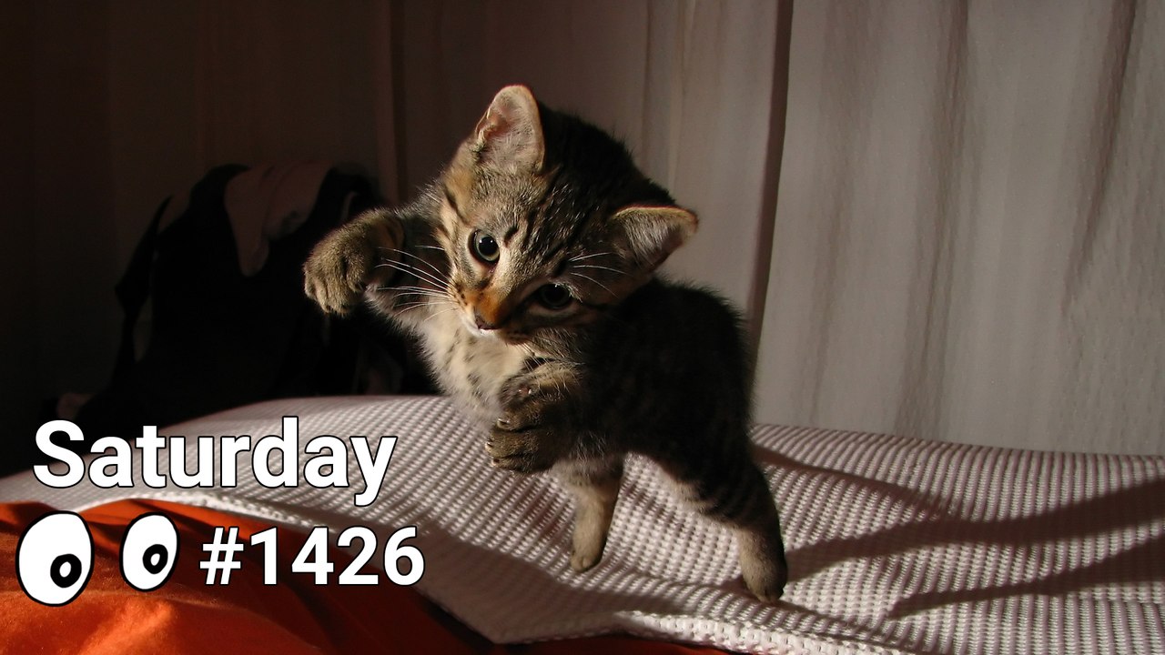 Verbs With Cats - Lie, Lick, Sniff, Jump, Poke