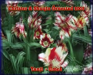 Marriage Christer & Shuqin Ornestad Yanji CHINA - Umea SWEDEN 2008