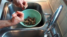 cleaning little neck clams