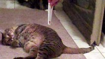 Egyptian Mau TRAINING To read