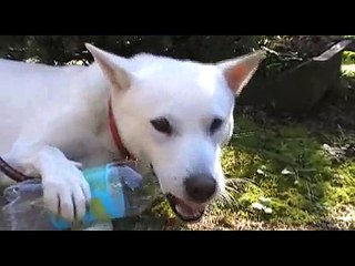 紀州犬VSマッチ