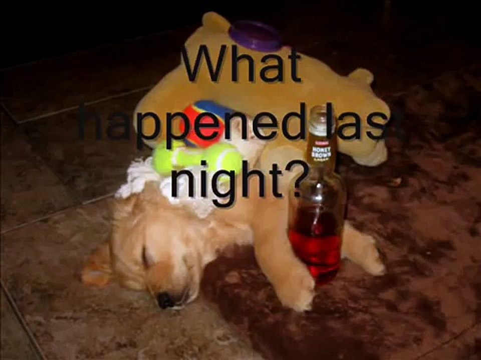 7 1/2 week old adorable golden retriever - Schnuffel Bunny