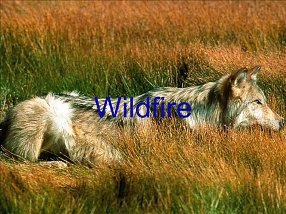 The Black Mountain Wolves