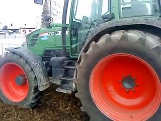 Galloway  Kühe in den Stall bringen