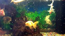 feeding albino clawed frog & gold fish