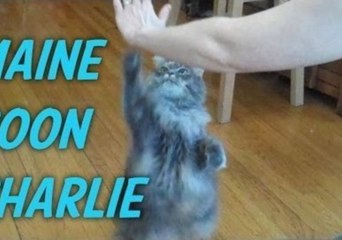 Skilled Cat Performs Seven Tricks in a Minute