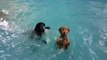 Meditative Dog Gives Swimming Lessons
