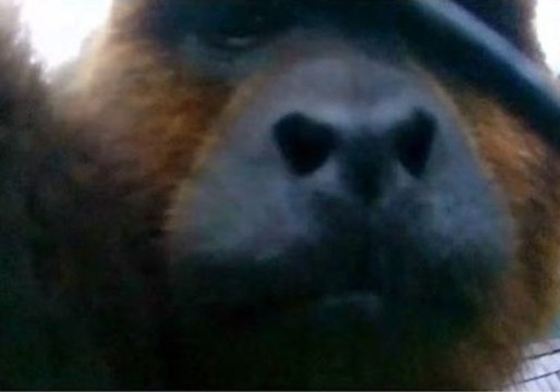 Curious Monkey Tries to Take a Selfie