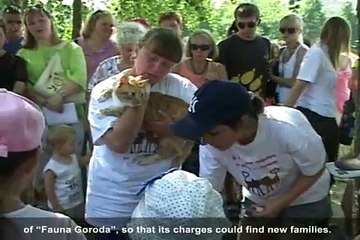 Stray animals in Belarus. Documentary film. Бездомные животные Беларуси