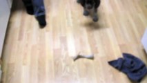 German Shorthaired Pointer Puppy Playing With Antler