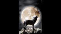 Ostara - Lone Wolf Cry