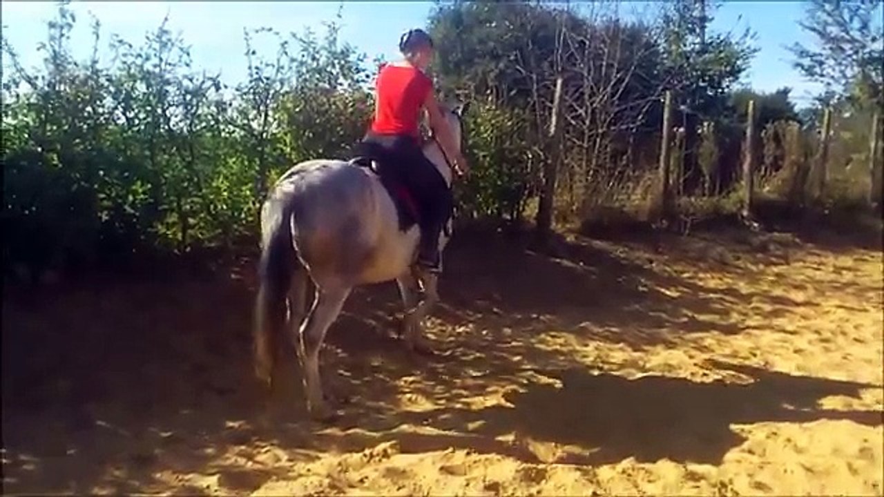 zazou petite séance de dressage de spectacle