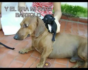 PANCHO EL PERRO SALCHICHA Y SU VIDEO CLIP.avi