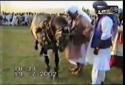 Awan club horse dancing in punjab (Pakistan). HAZRAT SULTAN BAHU