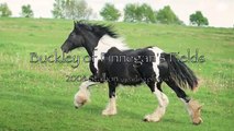 Buckley of Finnegan's Fields Gypsy Horses - 2008 Stallion