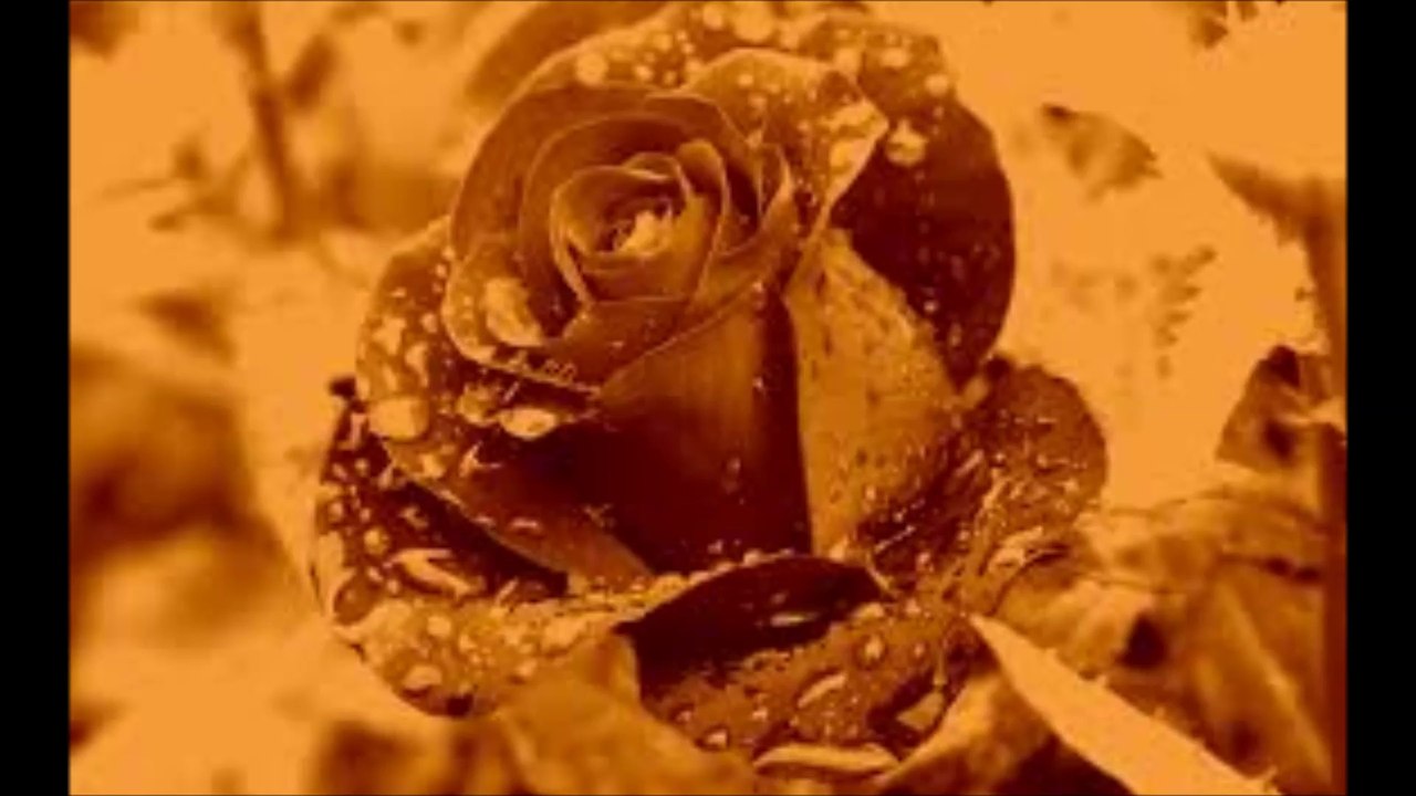 Ostara - Rose of the World