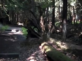 Old Growth Forest at Cook Forest State Park, Pennsylvania