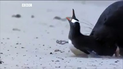 Run Penguin Run !