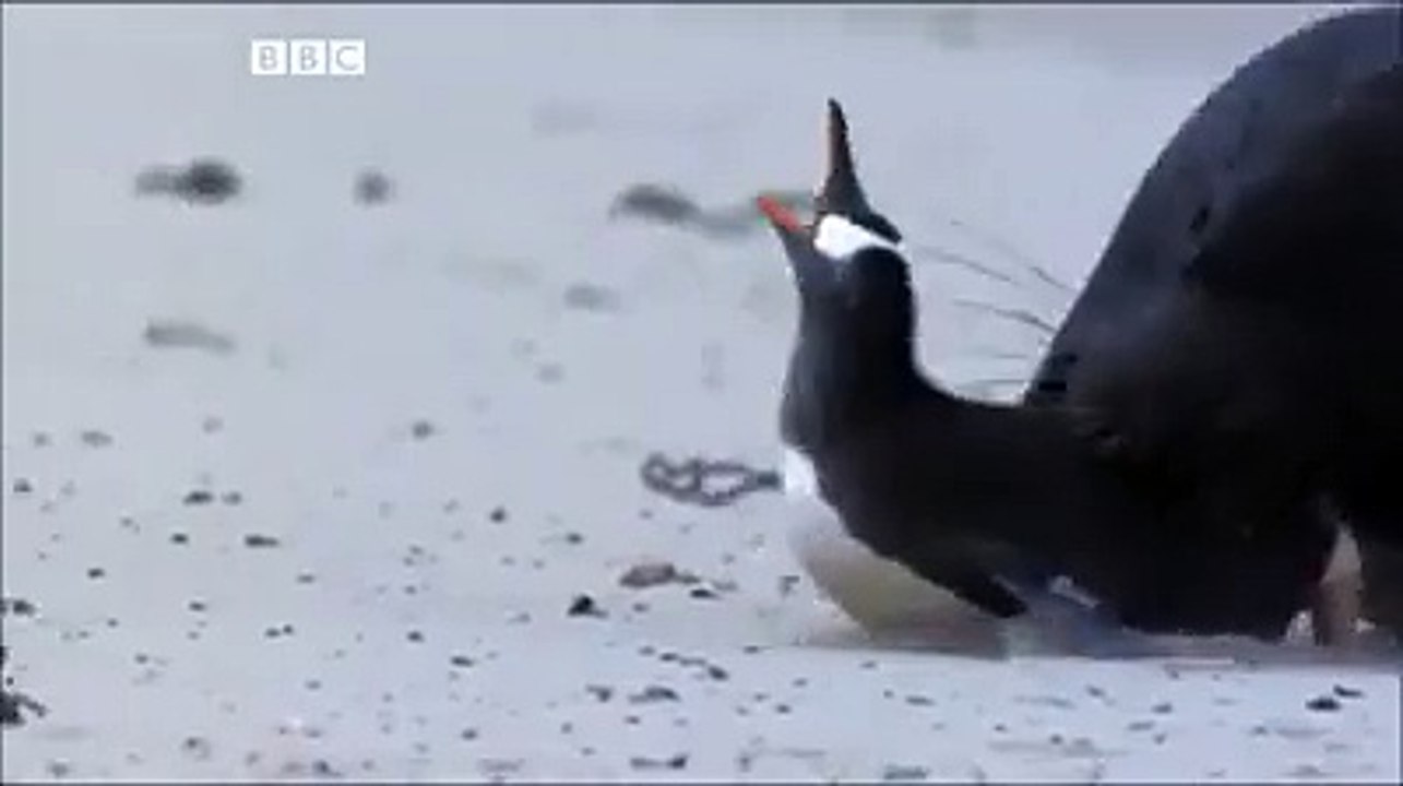 Run Penguin Run !