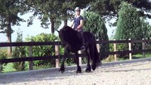 Friesian Horses Stallion Wikke