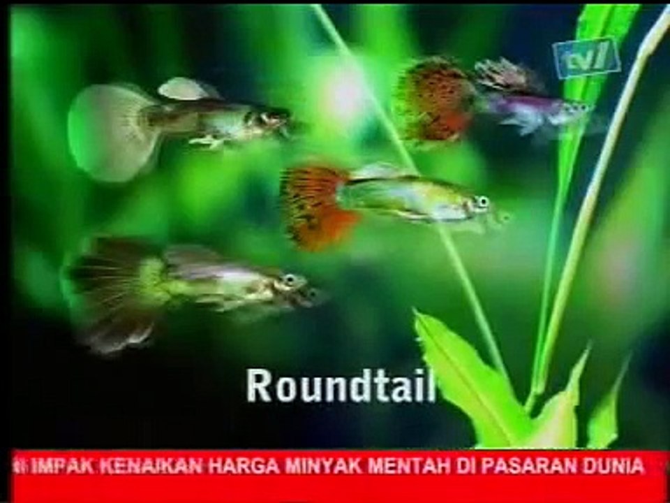 Galeri Aqua - Small Fish (1/2)
