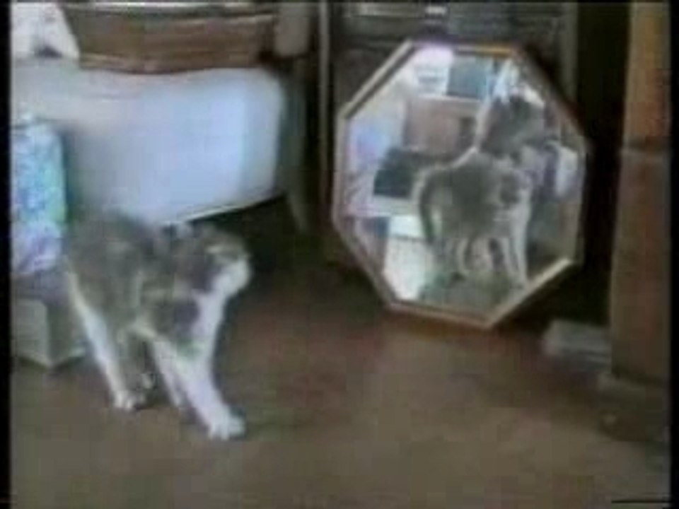 Chats