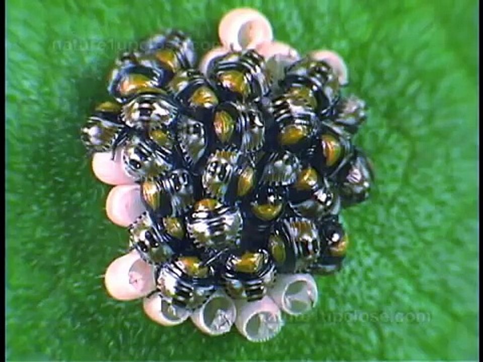 True bug metamorphosis (#329)