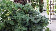 How to Harvest Your Tower Garden® Tomatoes: Tower Tips