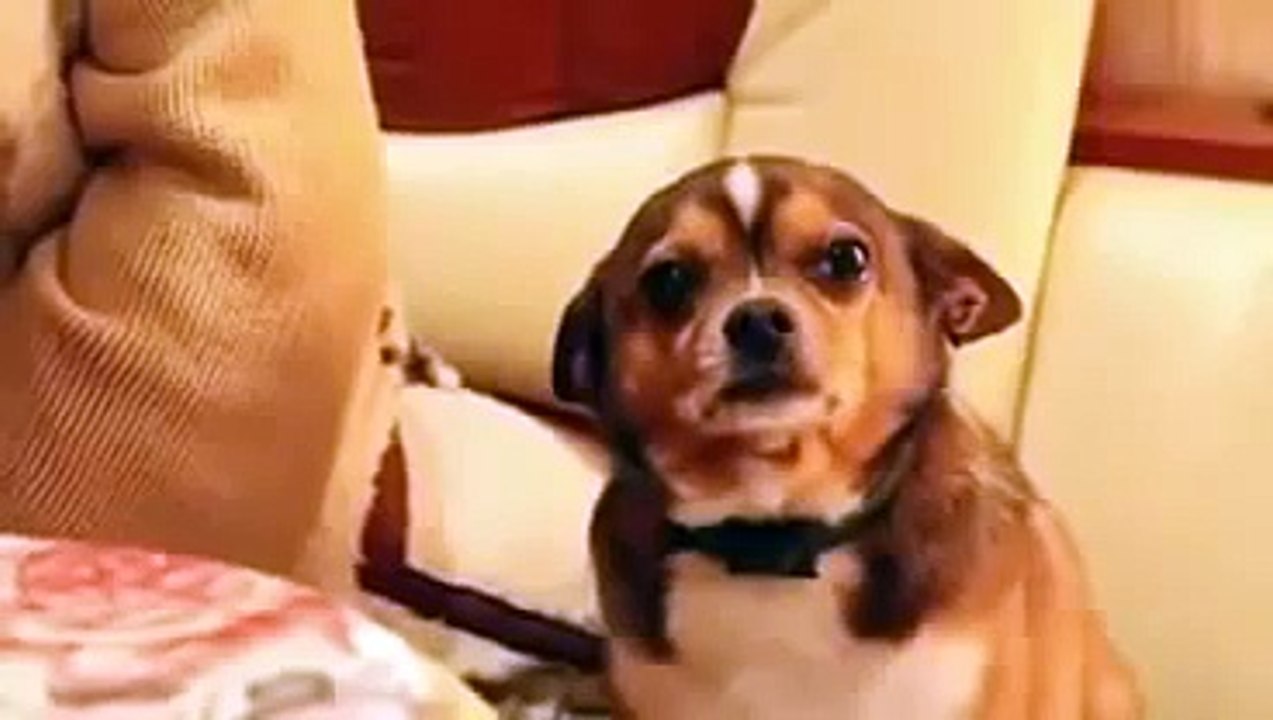 Perro regañado