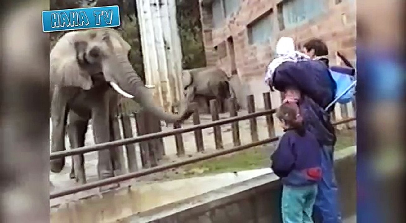 Funny Animal Videos Compilation 2014