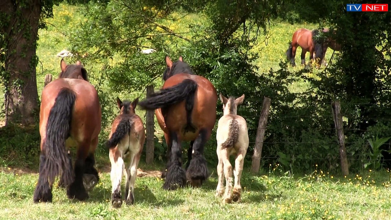 L'Auxois à l'heure du "Cheval"