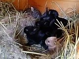 9 Baby Bunnies - So many rabbits