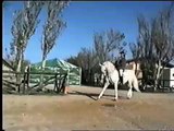 Mister Robson - Adestrador de Cavalos