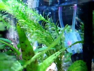 Dwarf Puffer Planted Nano Aquarium