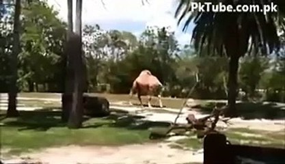 Headless Camel walking in Woods