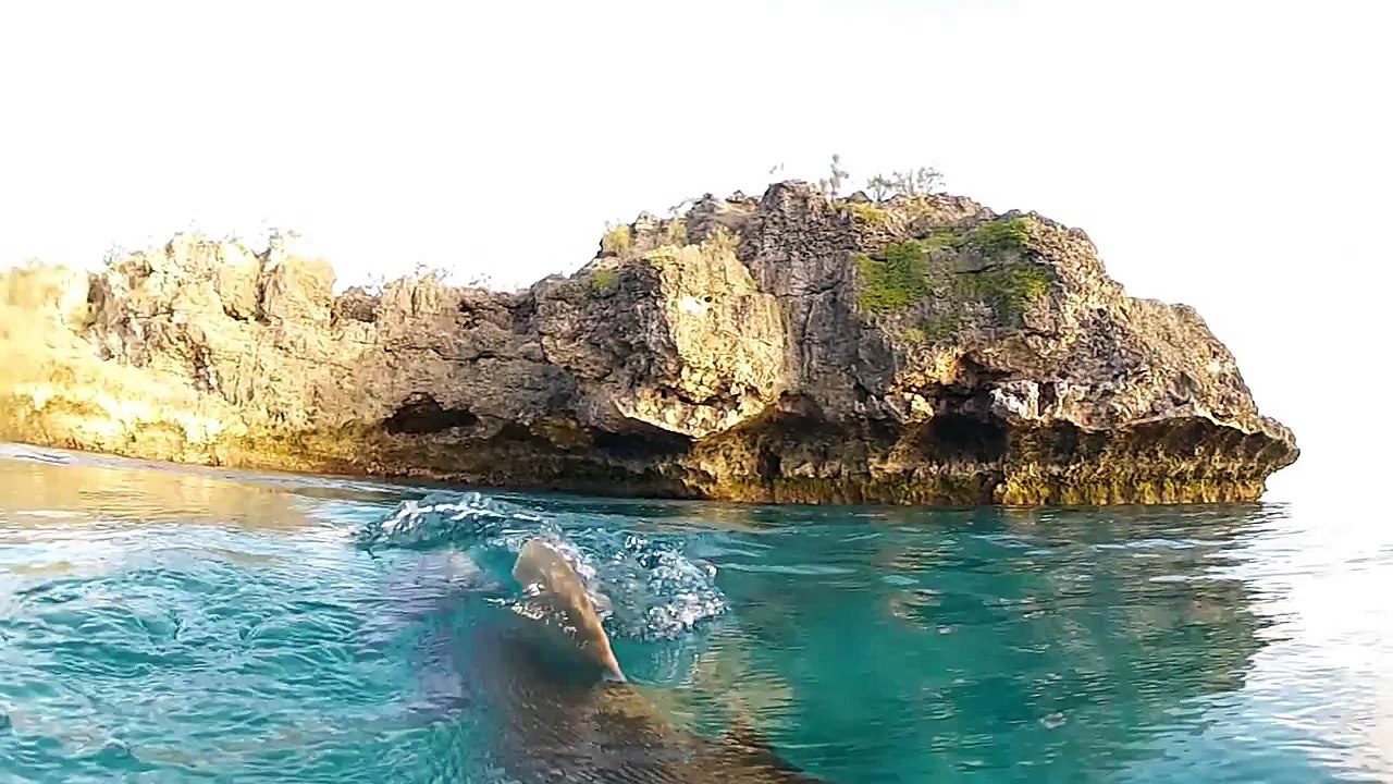 Attaques de requins gris sur Ouvéa, Nouvelle Calédonie