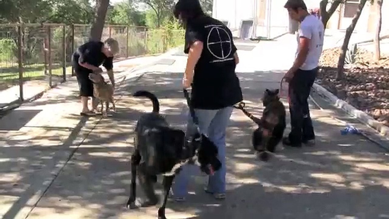 Dog aggression
